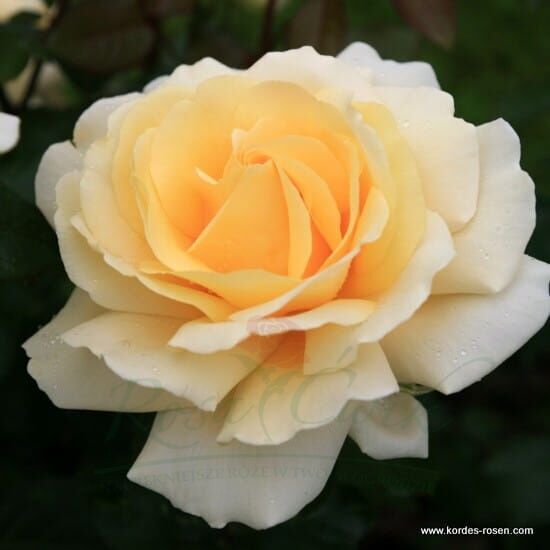 Róża Winter Sun® flower seedling