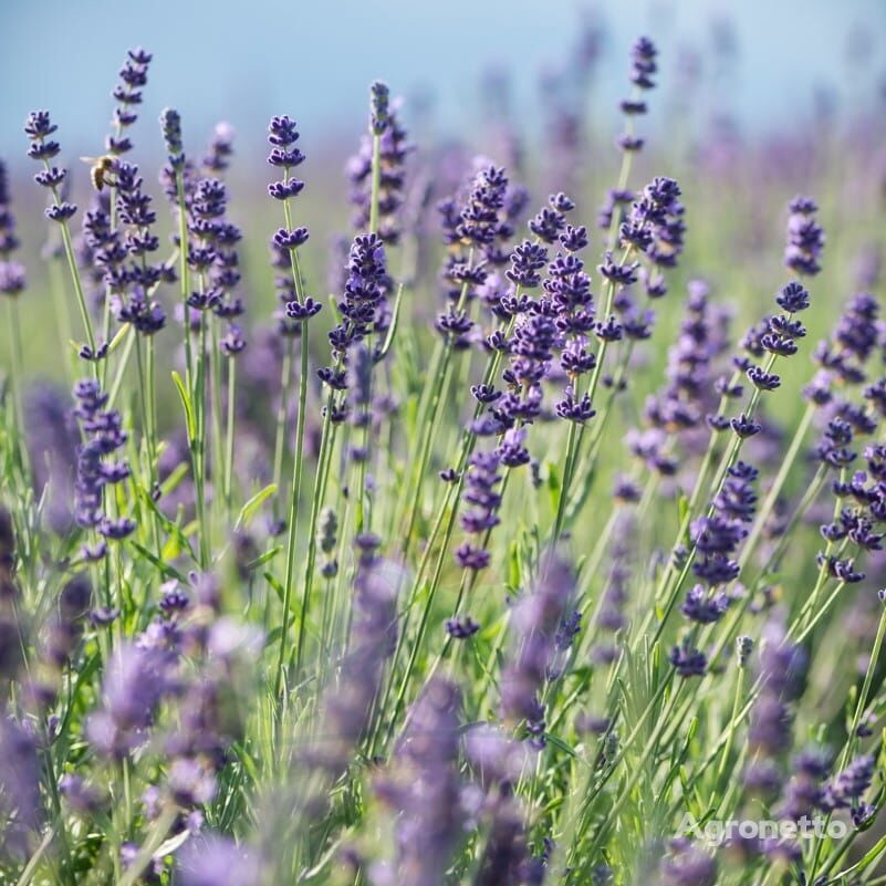 narrow-leaved lavender "Hidcote Blue Strain" Lavandula angustifol